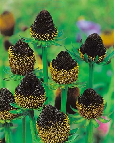 RUDBECKIA BLACK BEAUTY 25 kusov